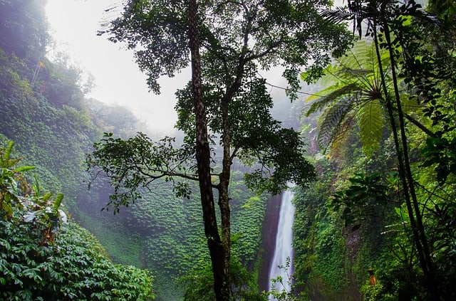 waterfall-rainforest-forest-nature-