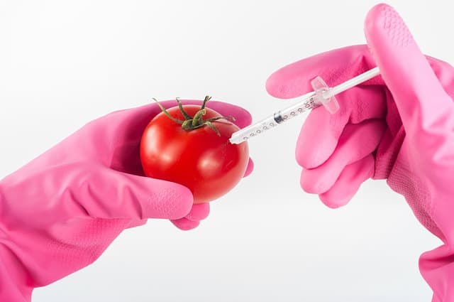 modified-tomato-genetically-food