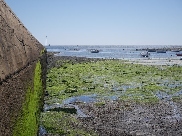 algae-green-pier-sea-port-summer