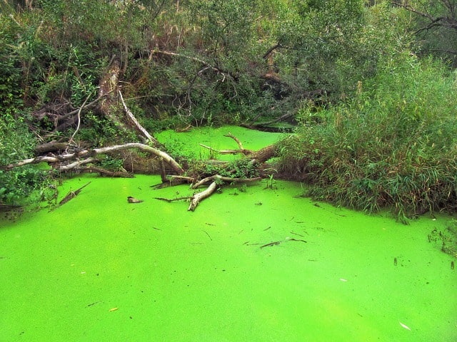 pond-green-alga-algae-environment
