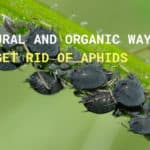 aphids-fabae-insects
