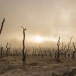 dead-trees-dry-deserted-dead-wood-climate