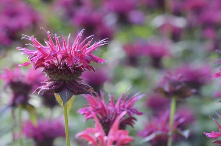 bee-balm-red-august-flower
