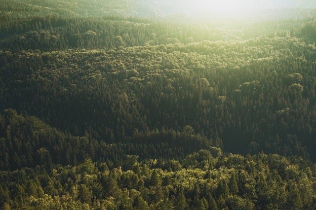 conifer-daylight-evergreen-forest