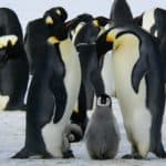 penguins-emperor-penguins-baby