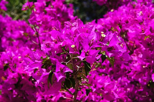 bougainvillea-flowers-purple