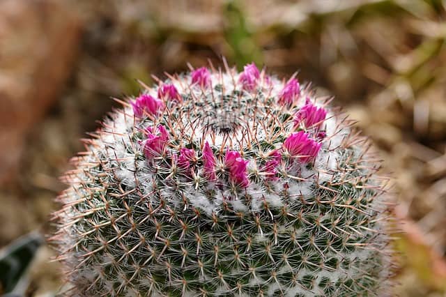 cactus-blossom-bloom