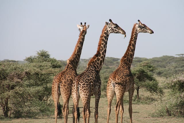 giraffe-africa-tanzania-wild