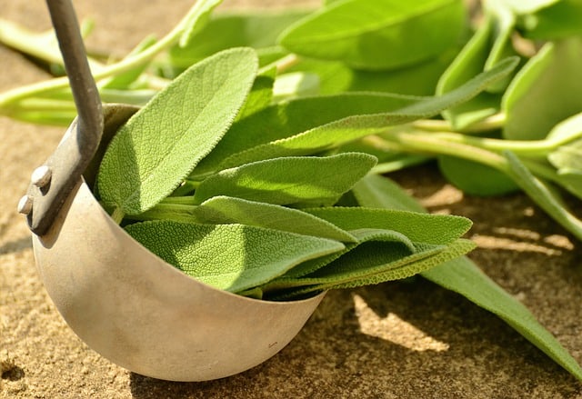 sage-herbs-culinary-herbs-healthy