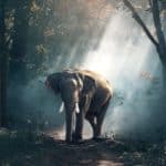 view-of-elephant-in-forest