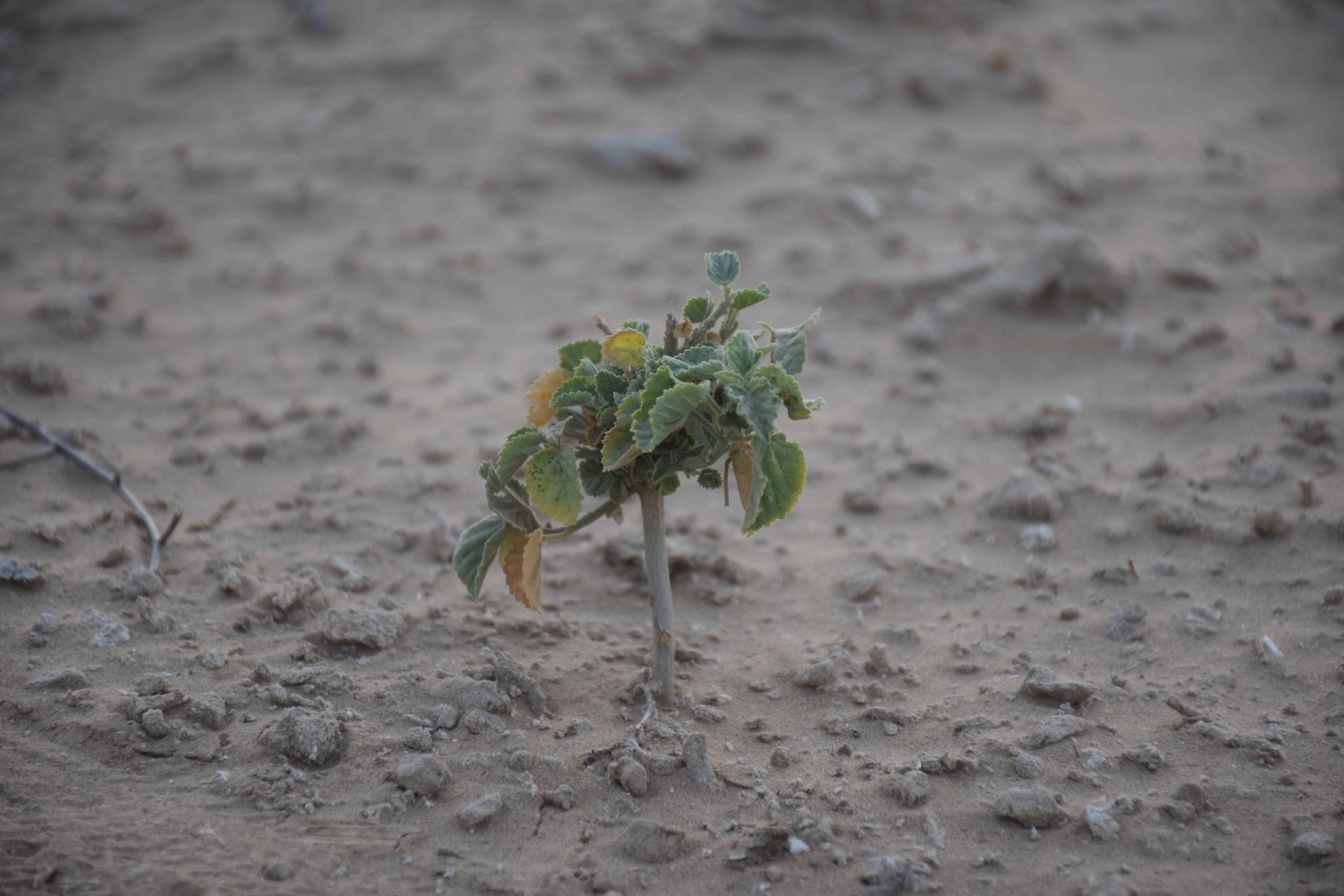 drought-green-sapling-desert