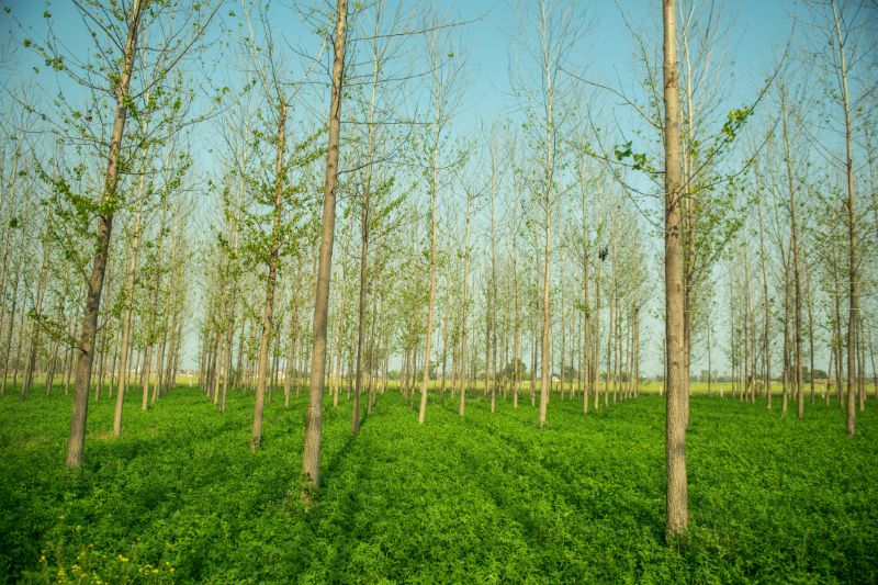 AGROFORESTRY COMPONENTS