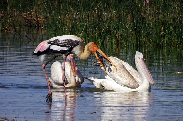 bird-pelican-great-white-pelican