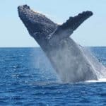 humpback-whale-breaching-jumping
