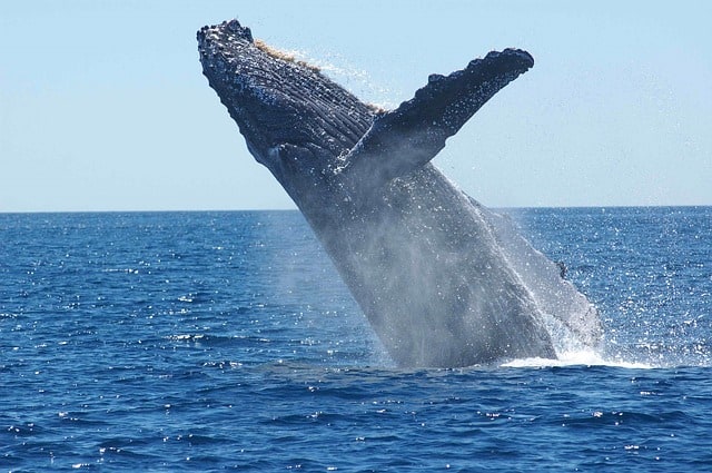 humpback-whale-breaching-jumping