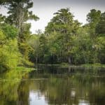 bayou-swamp-marsh-wetland