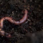 worms-in-soil