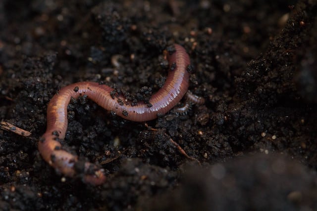 worms-in-soil