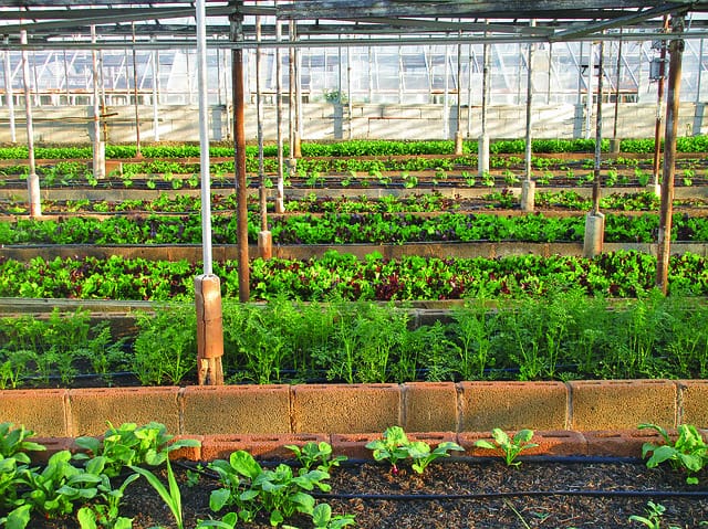 greenhouse-agriculture-farm-urban-agriculture