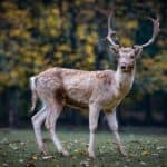nature-roe-deer-forest-fallow-deer