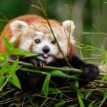 adorable-red-panda-animal-cute