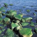 algae-on-banks-of-river