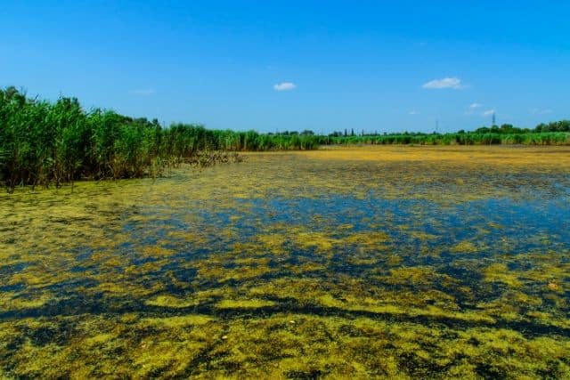 algae-on-lake