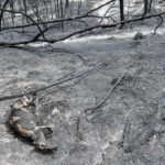 burnt carcass of a kangaroo
