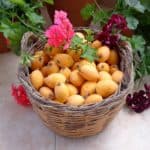 fruits-loquat-flowers-basket