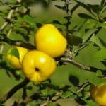 quince-poland-lemon-sidonia