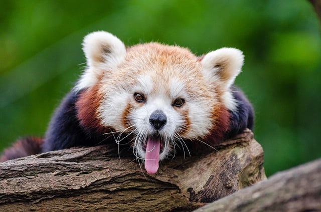 red-panda-yawns-curious
