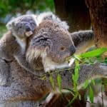 koala-animals-mammals-australian