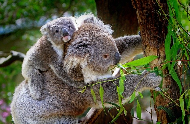 koala-animals-mammals-australian