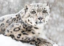 What are Snow Leopards? Why Have They Become Endangered? Importance and Facts About Snow Leopards