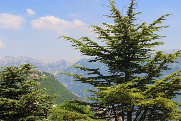 Lebanon Cedar