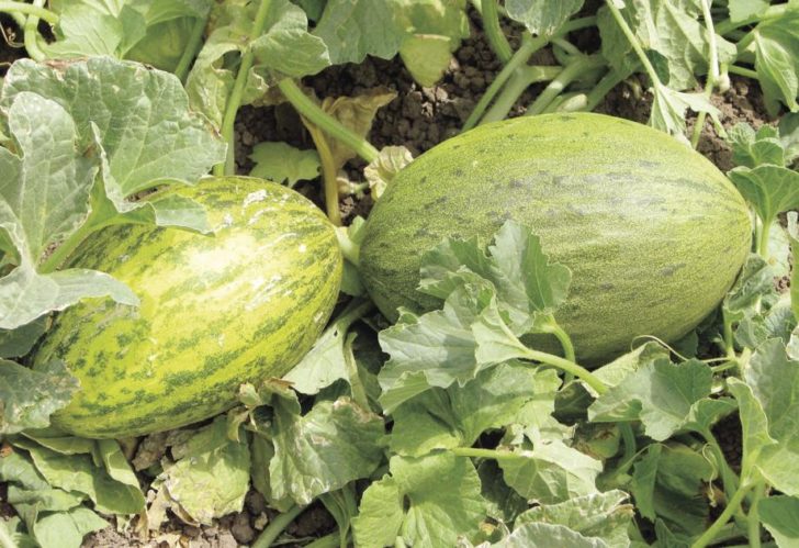 Camouflage Melon