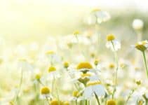 15 Awesome Types of Daisies That are Commonly Found and Easy to Grow