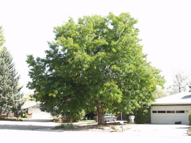 shademaster-honeylocust-tree