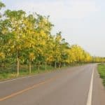 trees-on-road-reduce-pollution