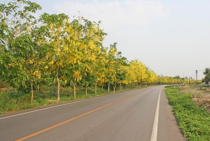trees-on-road-reduce-pollution