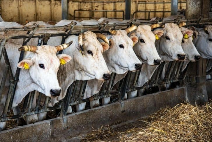 bunch-of-cows-factory-farming