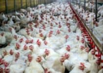 Factory Farming: History, Effects and Sustainable Solutions