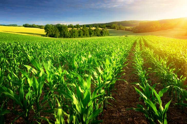 photo-sunlit-rows-of-corn-plants