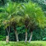 Pygmy Palm