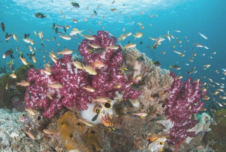 Raja Ampat Reef