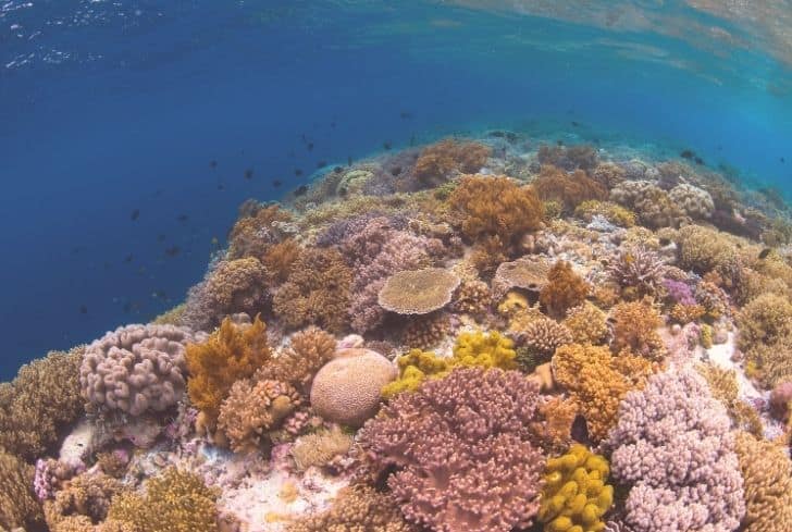 Wakatobi Reef