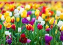 Should You Deadhead Tulips? (And When Should You Do it)