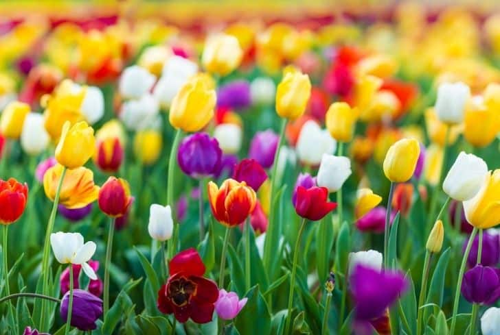 beautiful-tulips