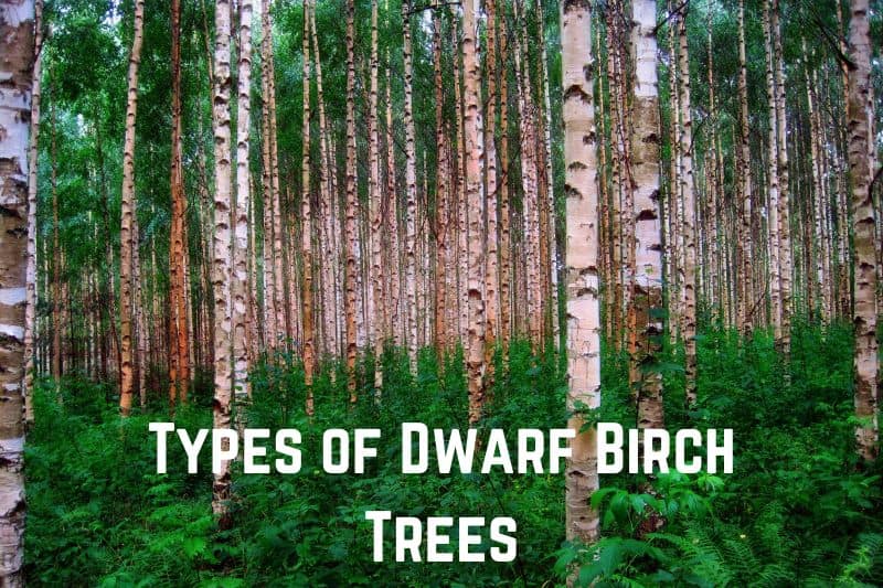 types-of-dwarf-birch-trees