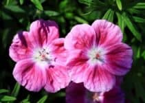 15 Pink Geranium Varieties For Your Garden (Pictures Inside)